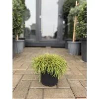 🌲 Chiparos Filifera Nana – eleganță compactă pentru grădini rafinate