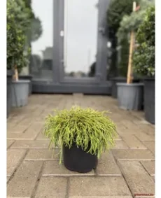 🌲 Chiparos Filifera Nana – eleganță compactă pentru grădini rafinate