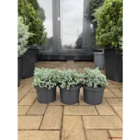 🌿 Ienupăr albastru „Blue Star” – accent modern cu nuanță argintie