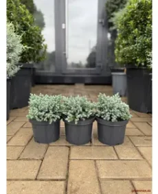 🌿 Ienupăr albastru „Blue Star” – accent modern cu nuanță argintie