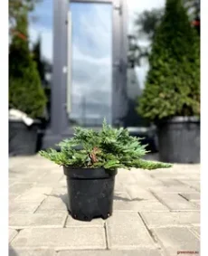 🌿 Ienupăr „Blue Chip”