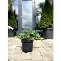 🌲 Ienupăr columnar „Blue Arrow”