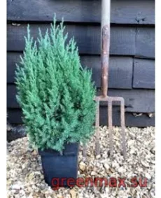 🌲 Ienupăr „Stricta”