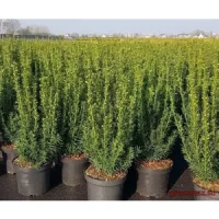 🌳 Tis „Taxus media 'Greenland'”