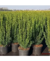 🌳 Tis „Taxus media 'Greenland'”