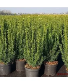 🌳 Tis „Taxus media 'Greenland'”