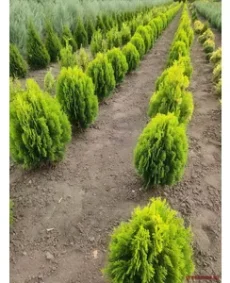 🌲 Tuia „Aurea Nana”