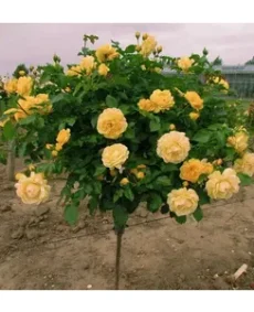 🌹 Trandafir pe tulpină “Landora”