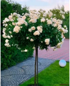 🌹 Trandafir pe tulpină “Cristall”