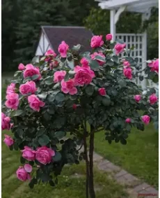 🌹 Trandafir pe tulpină „Leonardo da Vinci”