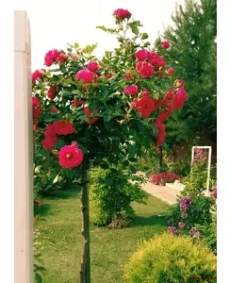 🌹 Trandafir pe tulpină „Rodi”