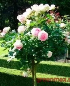 🌹 Trandafir pe tulpină „Eden”