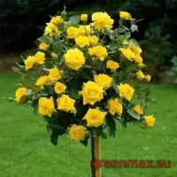 🌹 Trandafir pe tulpină „Kerio”