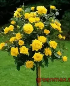 🌹 Trandafir pe tulpină „Kerio”