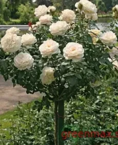 🌹 Trandafir pe tulpină „Chopin”