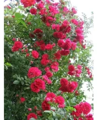 🌹 Trandafiri cățărători „Simpati”