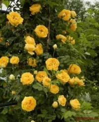 🌹 Răsaduri trandafiri „Golden Day”