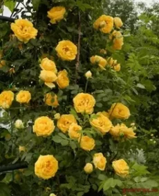 🌹 Răsaduri trandafiri „Golden Day”