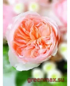 🌹 Trandafir englezesc David Austin „Sweet Juliette”
