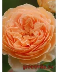 🌹 Trandafir englezesc David Austin „Charles Austin”