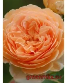🌹 Trandafir englezesc David Austin „Charles Austin”