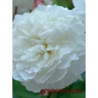🌹 Trandafir englezesc David Austin „Susan Williams-Ellis”