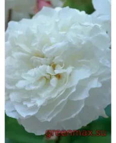 🌹 Trandafir englezesc David Austin „Susan Williams-Ellis”