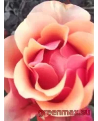 🌹 Trandafir 3-D (3D Rose)