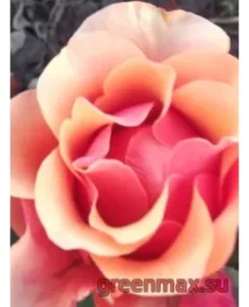 🌹 Trandafir 3-D (3D Rose)