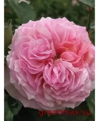 🌹 Trandafir englezesc David Austin „James Galway”