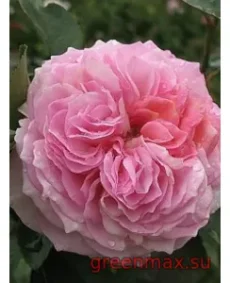 🌹 Trandafir englezesc David Austin „James Galway”