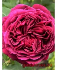 🌹 Trandafir englezesc David Austin „Falstaff”