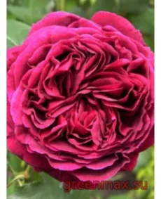 🌹 Trandafir englezesc David Austin „Falstaff”