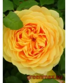 🌹 Trandafir englezesc David Austin „Graham Thomas”
