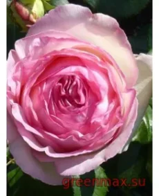 🌹 Trandafir francez Eden Rose (Pierre de Ronsard)
