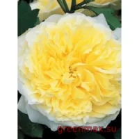🌹 Trandafir englezesc David Austin „Pilgrim”