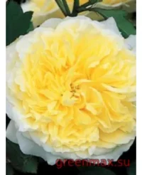 🌹 Trandafir englezesc David Austin „Pilgrim”