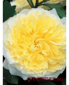 🌹 Trandafir englezesc David Austin „Pilgrim”