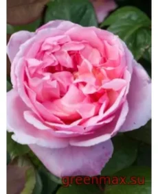 🌹 Trandafir englezesc David Austin „Brother Cadfael”