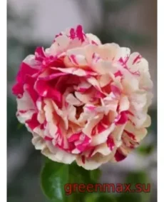🌹 Trandafir francez „Vanille Fraise”