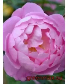 🌹 Trandafir englezesc floribunda „Skylark”