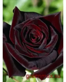 🌹 Trandafir „Black Magic”