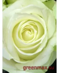 🌹 Trandafir „Avalanche Peach”