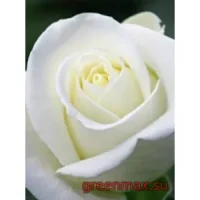 🌹 Trandafir „Anastasia”