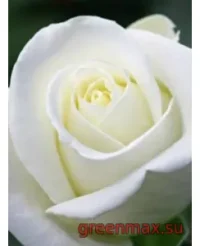 🌹 Trandafir „Anastasia”