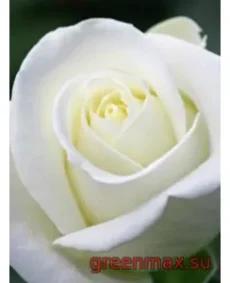 🌹 Trandafir „Anastasia”