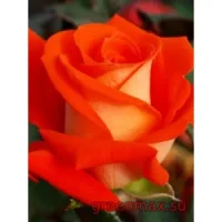 🌹 Trandafir „Verano”