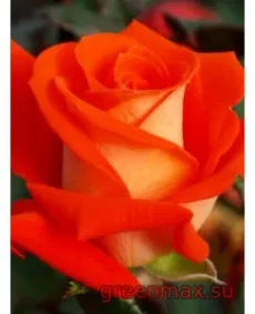 🌹 Trandafir „Verano”