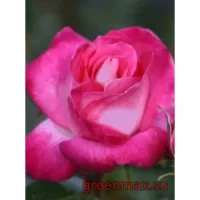 🌹 Trandafir „Gaujard”