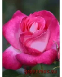 🌹 Trandafir „Gaujard”